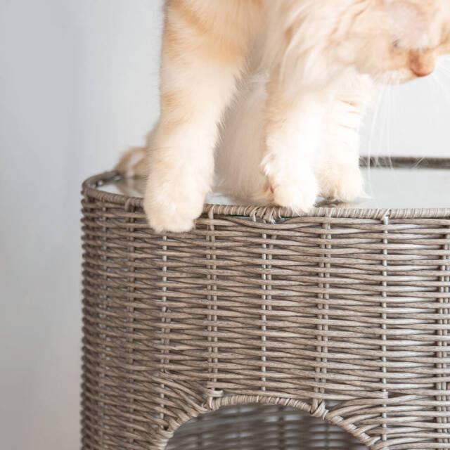 キャットハウス