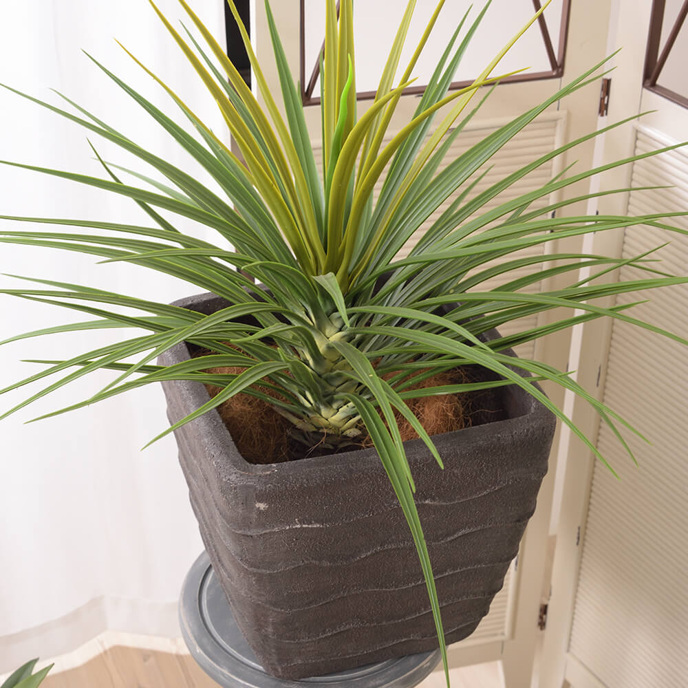 Rebo（レボ）　グリーンベース