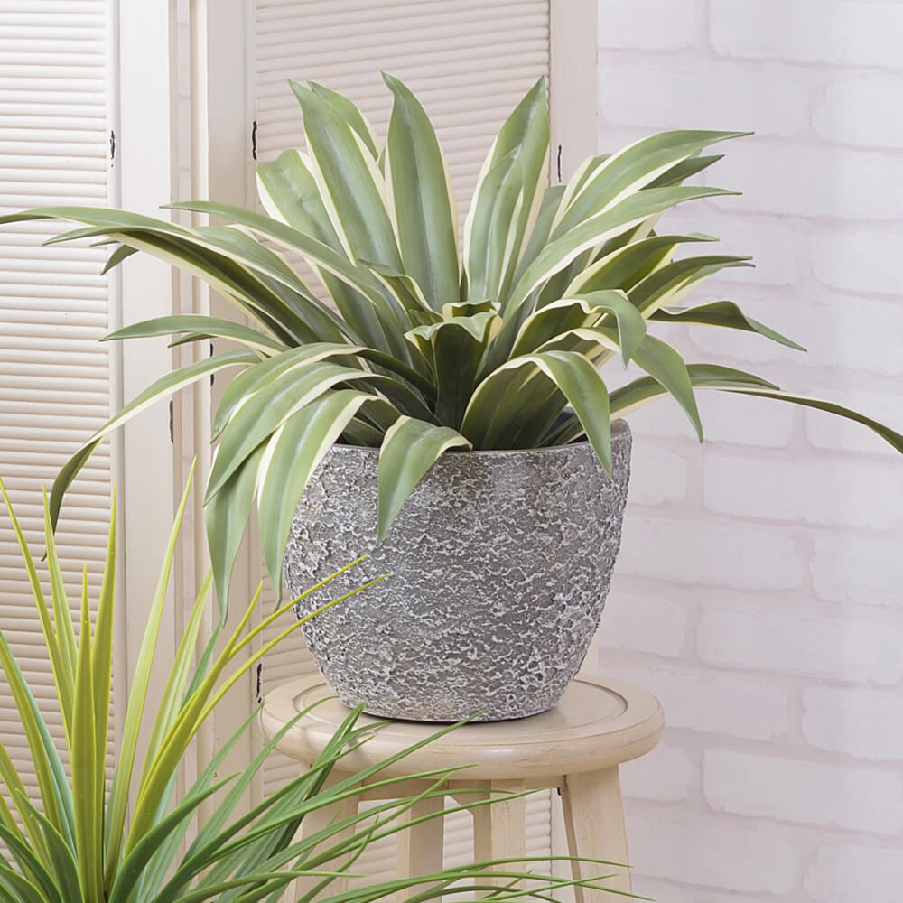 Lude（ルード）　グリーンベース