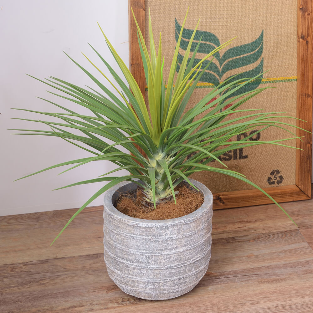 Sud（セド）　グリーンベース 6号