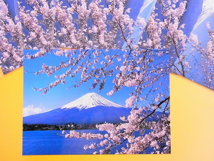 【日本のおみやげ】ポストカード【富士山と桜（河口湖畔）/写真】（バラ単品）透明OPP袋入り