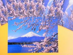【日本のおみやげ】ポストカード【富士山と桜（河口湖畔）/写真】（バラ単品）透明OPP袋入り