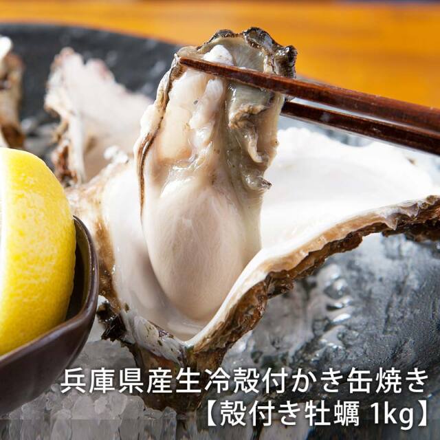 【産地直送】兵庫県産生冷殻付かき缶焼き　「殻付き牡蠣 1kg」　【かき屋　錦・だいやす】