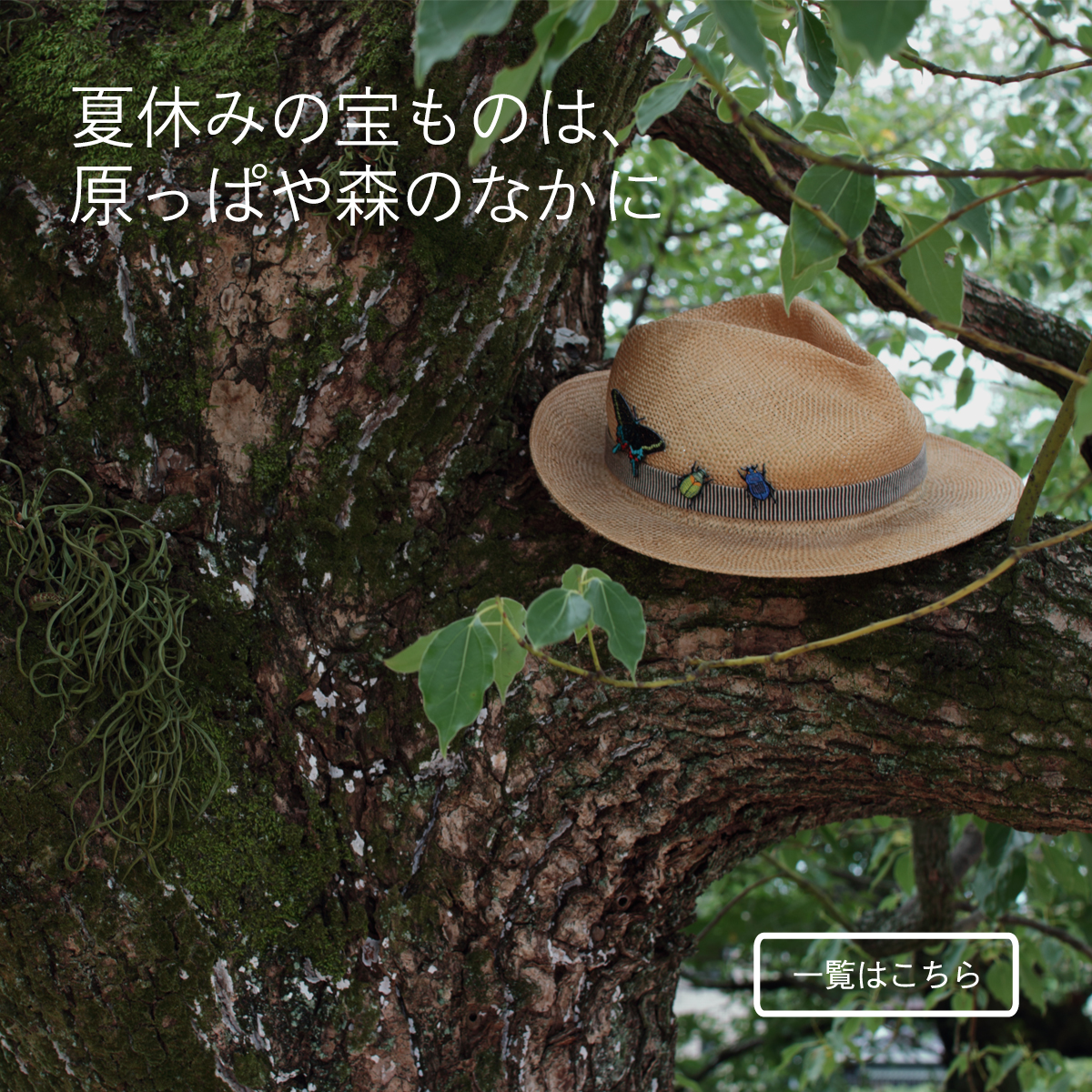 虫