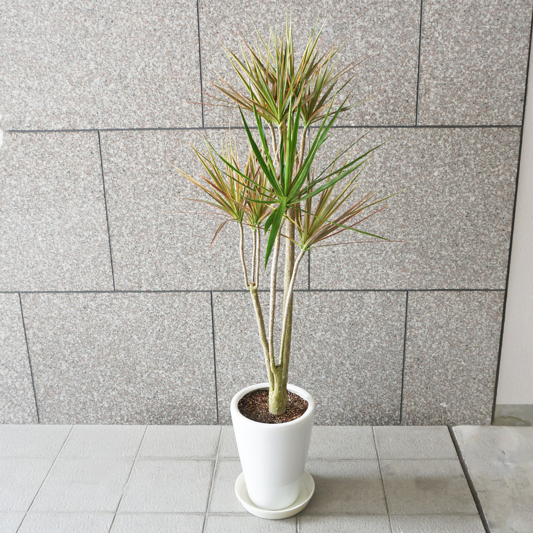 大阪吹田江坂の花屋 観葉植物の通信販売｜インテリアや開店祝いに