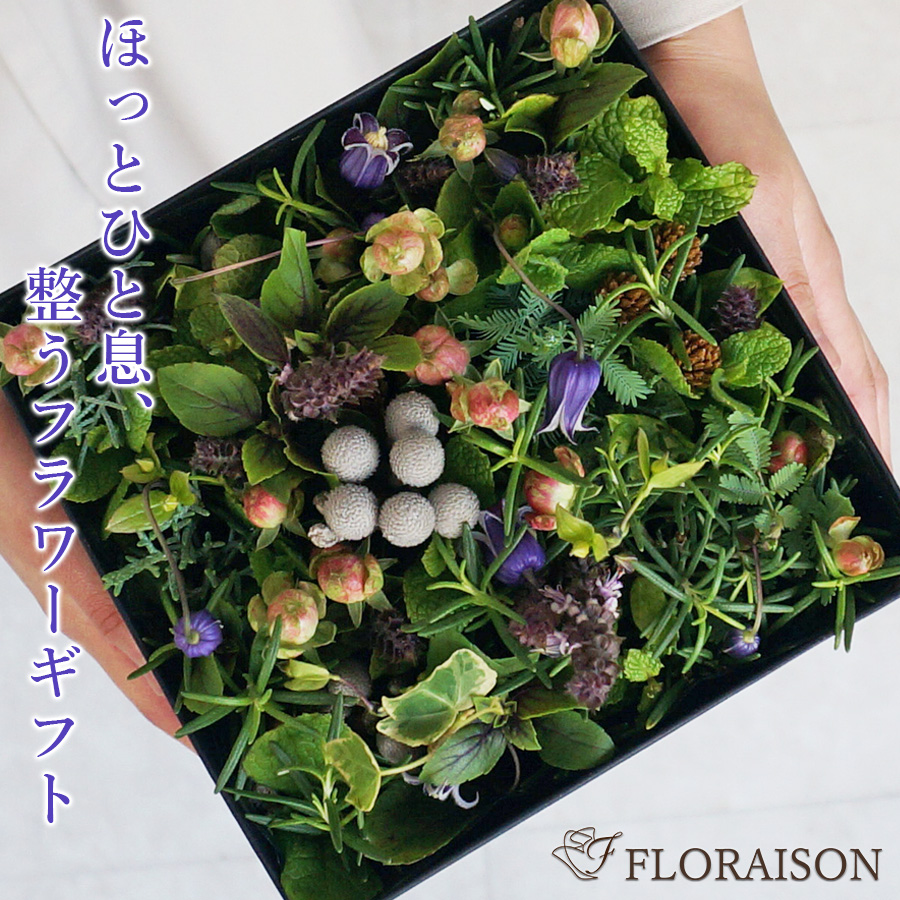 【送料無料】【香り】セントシリーズ  ハーブフォレスト（ボックスアレンジ）