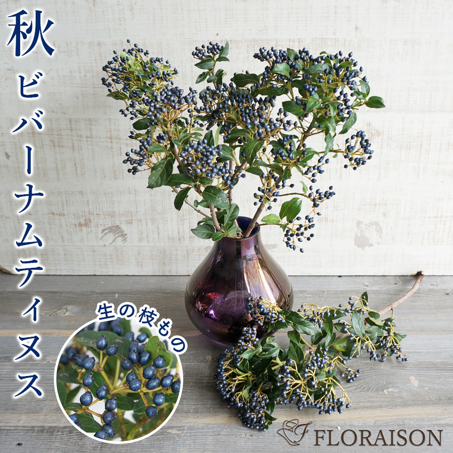 【送料無料】【秋冬限定】青い実 ビバーナムティヌス 枝物