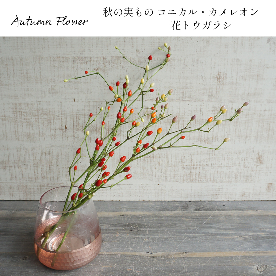 【送料無料】【秋限定】実付きの枝物 コニカル・カメレオン（花トウガラシ）