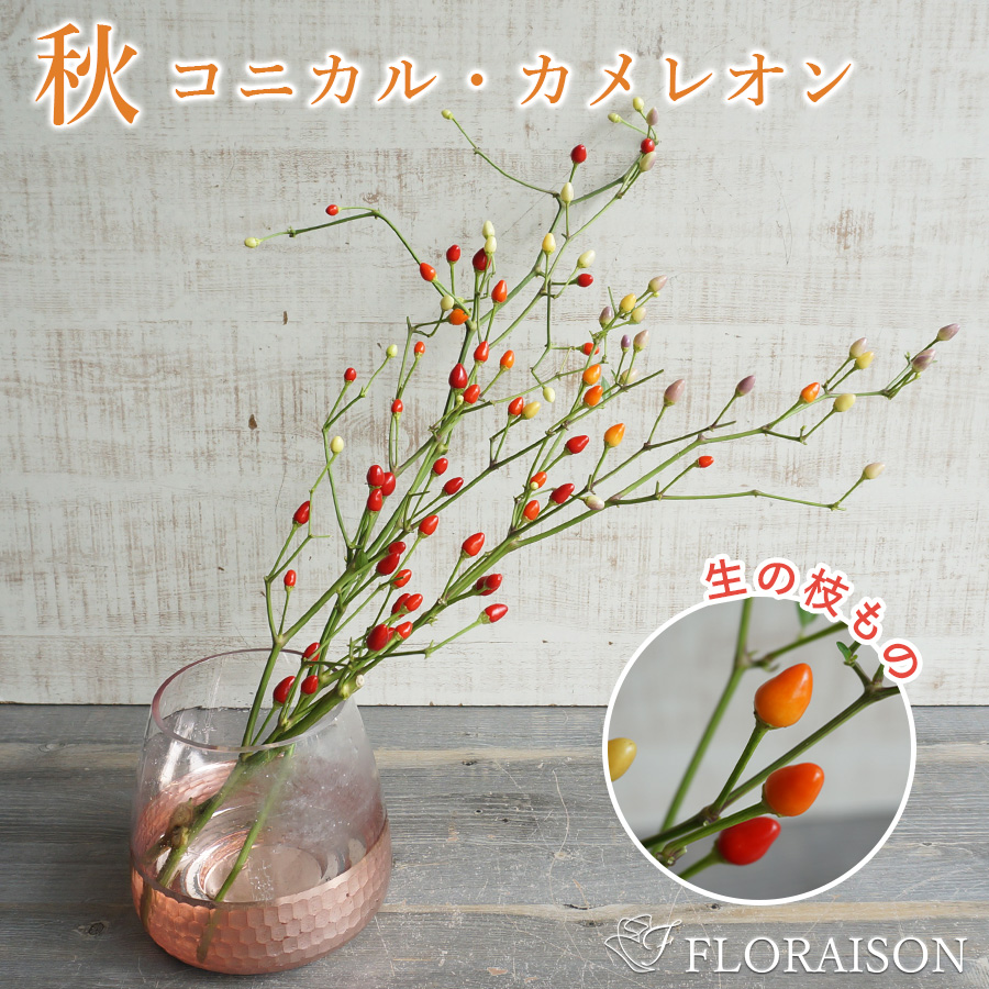 【送料無料】【秋限定】実付きの枝物 コニカル・カメレオン（花トウガラシ）