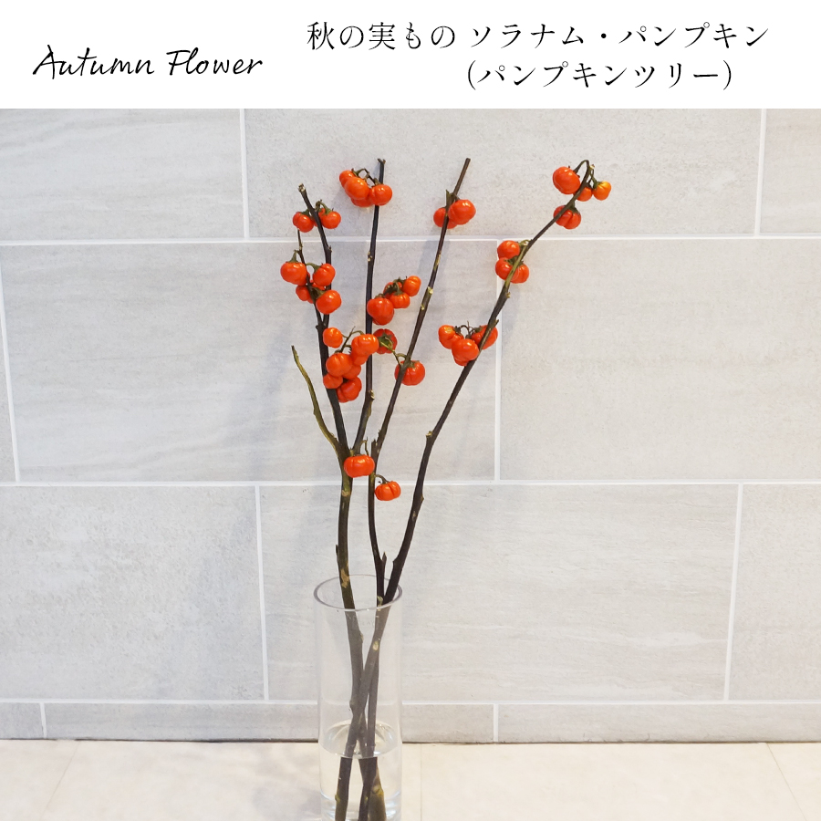 【送料無料】【秋限定】実付きの枝物 ソラナム・パンプキン（パンプキンツリー）