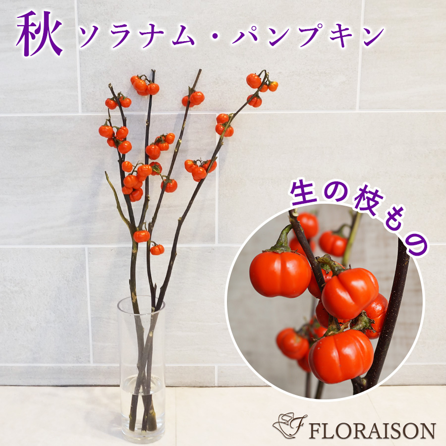 【送料無料】【秋限定】実付きの枝物 ソラナム・パンプキン（パンプキンツリー）