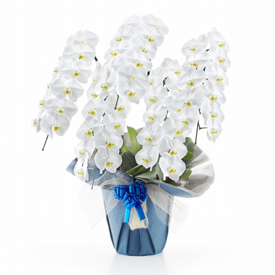 胡蝶蘭トップ画像13