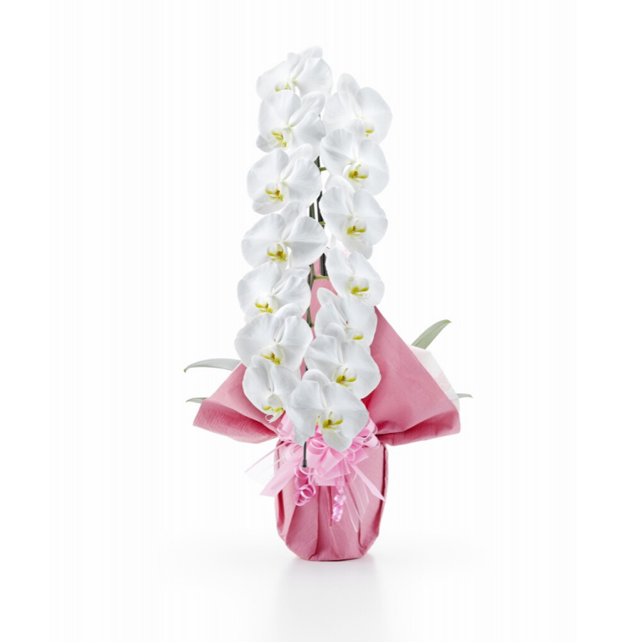 胡蝶蘭トップ画像3