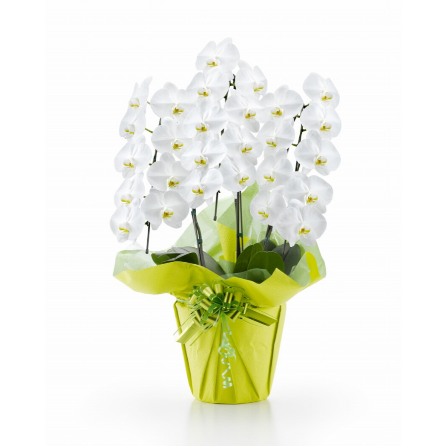 胡蝶蘭トップ画像5