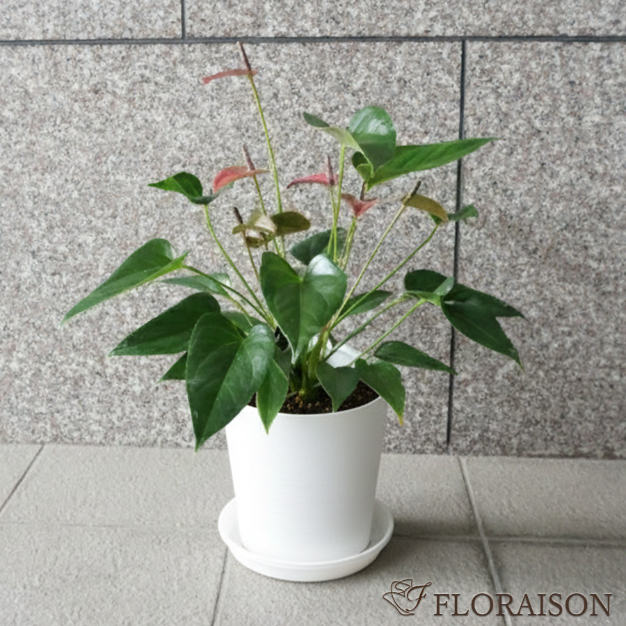 【送料無料】【鉢物】観葉植物 アンスリウム 選べる5~8号