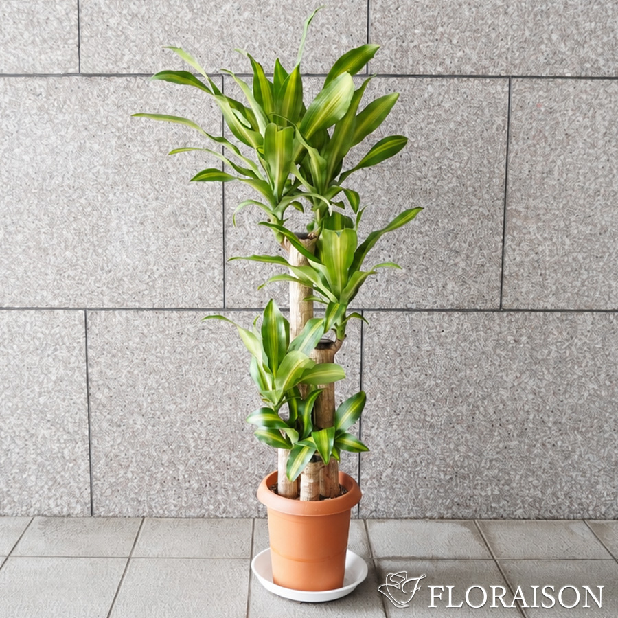 【送料無料】【鉢物】観葉植物 ドラセナ・マッサンゲアナ 選べる5~8号