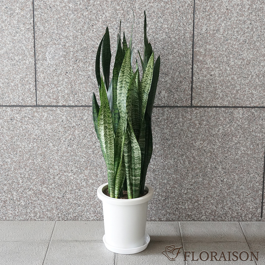 大阪吹田江坂の花屋 観葉植物の通信販売｜モダンな柄と形がオシャレな