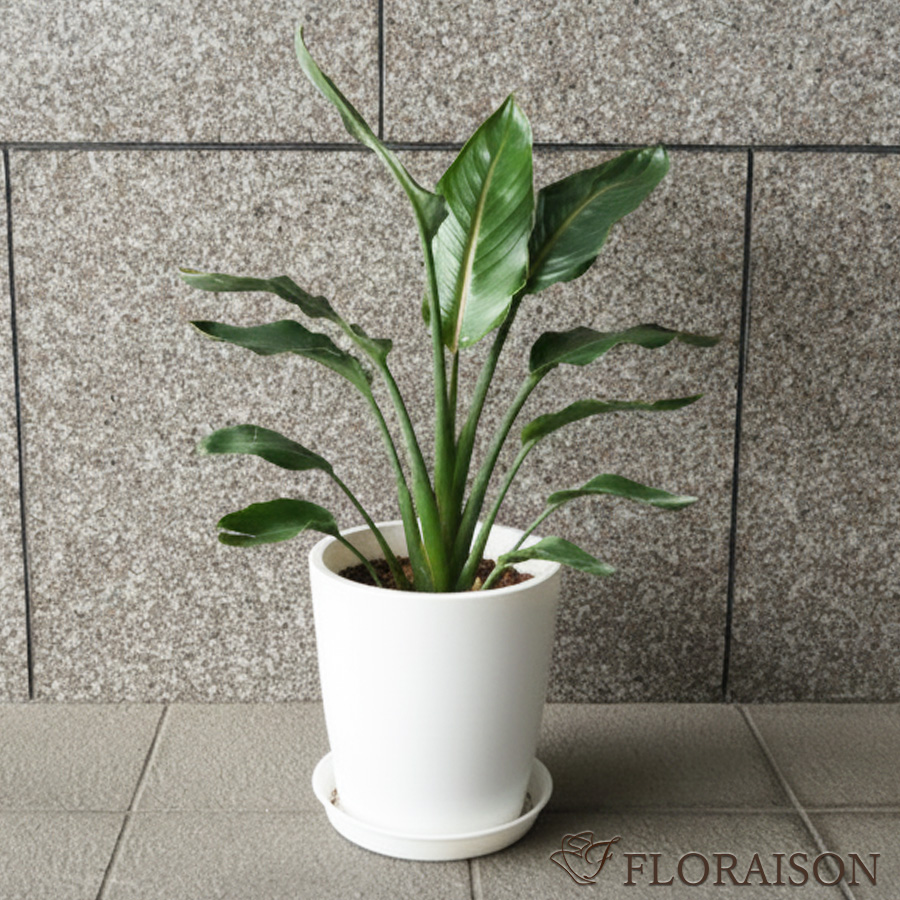 【送料無料】【鉢物】観葉植物 ストレリチア・レギネ 選べる5〜8号