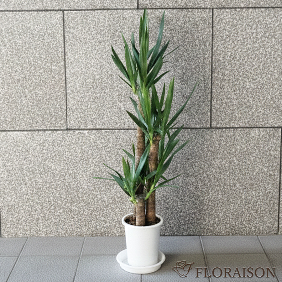 【送料無料】【鉢物】観葉植物 ユッカ 選べる5~8号