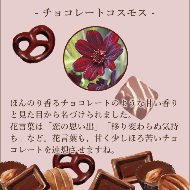 チョコレートコスモスビター