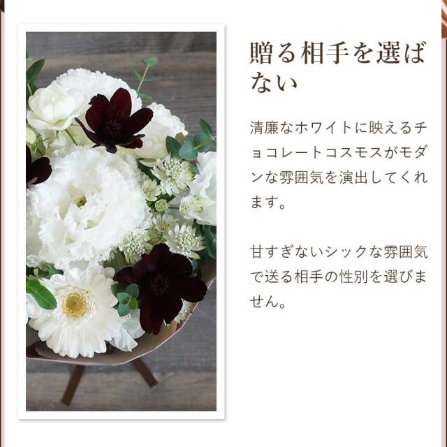 チョコレートコスモスビター