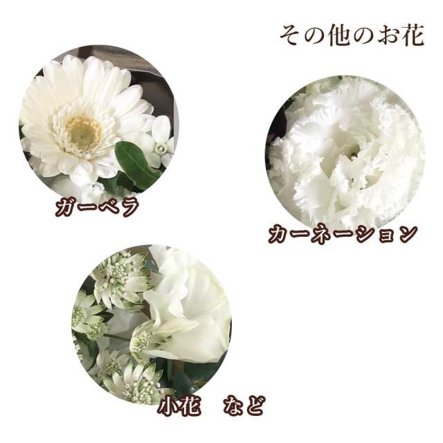 チョコレートコスモスビター