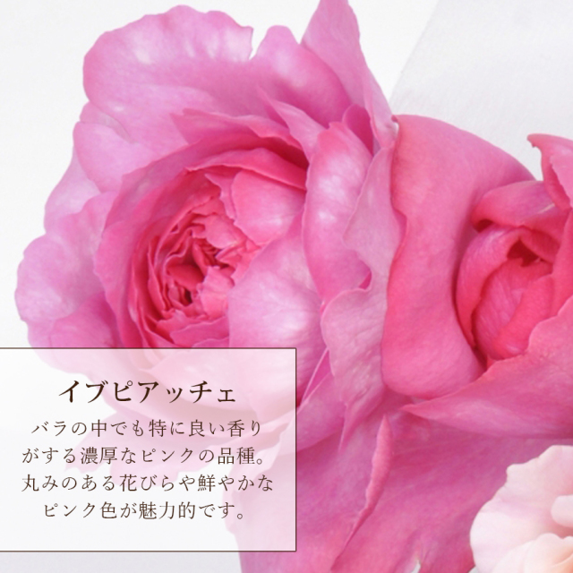 イブピアッチェを使った花束は お花をもらった瞬間にふわっと香るダマスク モダンの香ります イブピアッチェを使った花束は お花をもらった瞬間にふわっと香るダマスク モダンの香ります