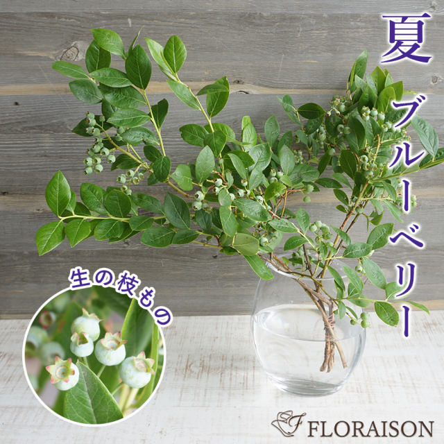 【送料無料】【夏限定】枝物 実物 ブルーベリー