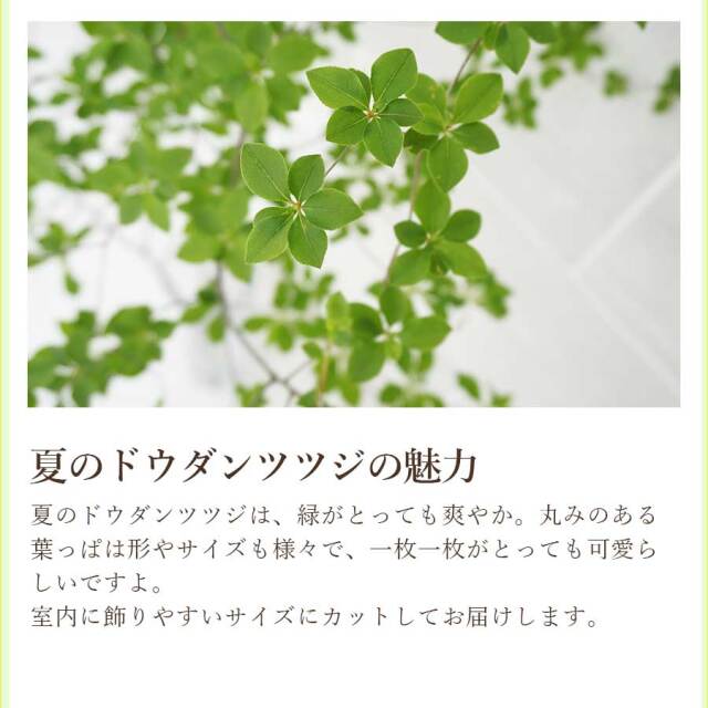 ドウダンツヅジ