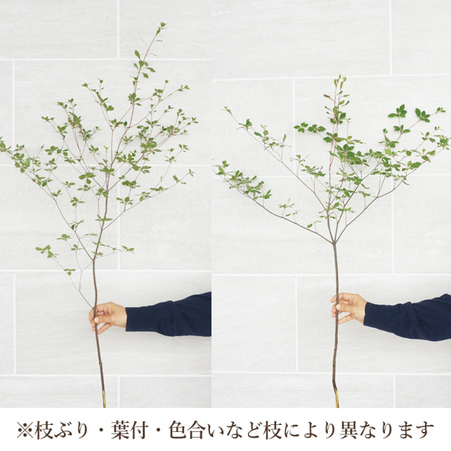 ドウダンツヅジ