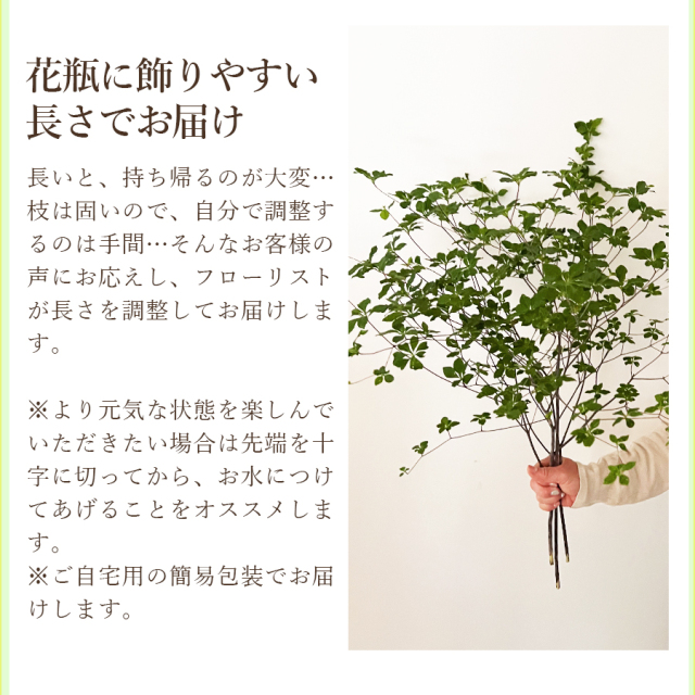 ドウダンツヅジ