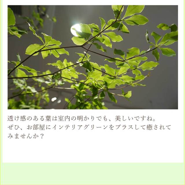 ドウダンツヅジ