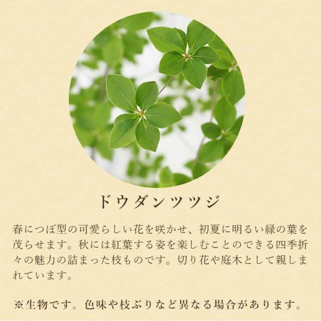ドウダンツヅジ