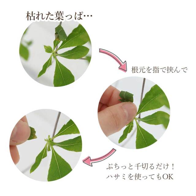 ドウダンツヅジ