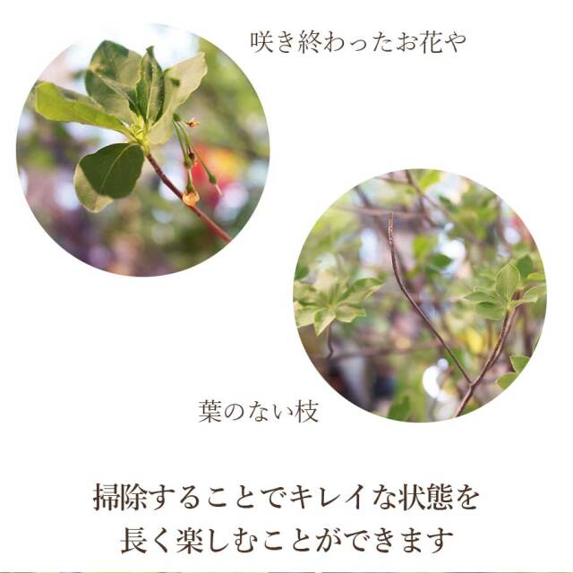 ドウダンツヅジ