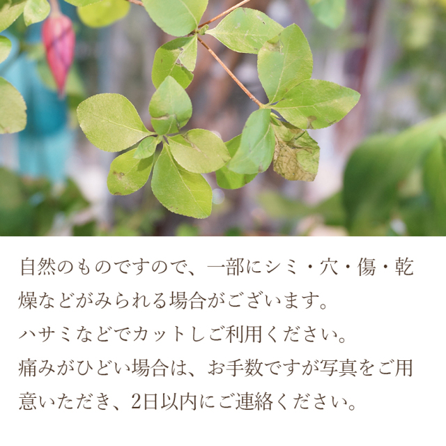 ドウダンツヅジ