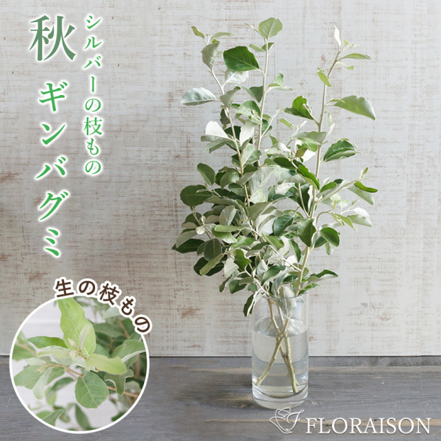 【送料無料】【秋冬限定】枝物 ギンバグミ