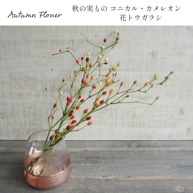 【送料無料】【秋限定】実付きの枝物 コニカル・カメレオン（花トウガラシ）