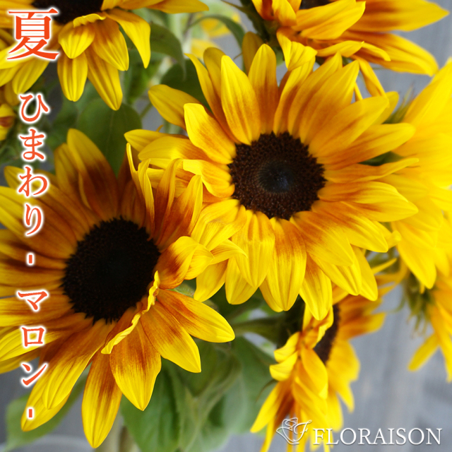 【送料無料】【夏限定】切り花 ひまわり マロン