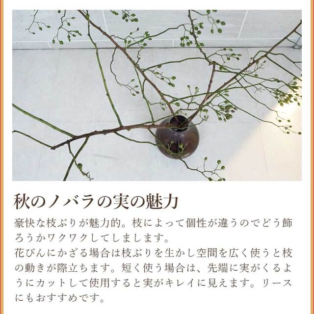 ノバラ