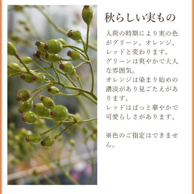 ノバラ
