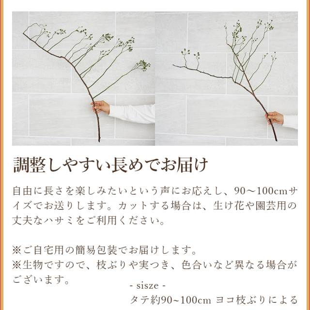 ノバラ