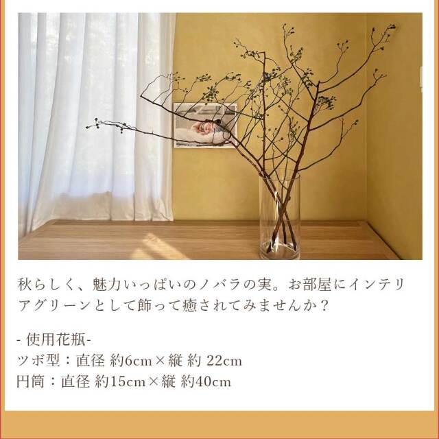 ノバラ
