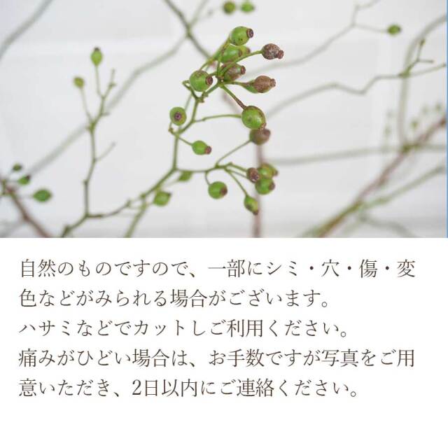 ノバラ