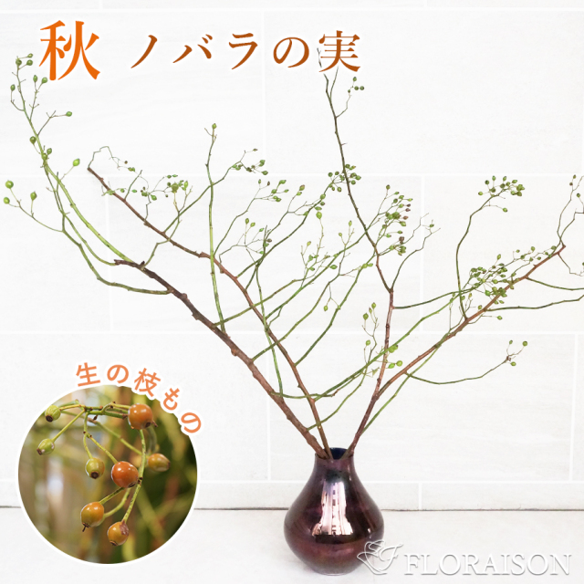 ノバラ