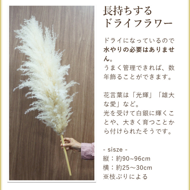 パンパスグラス