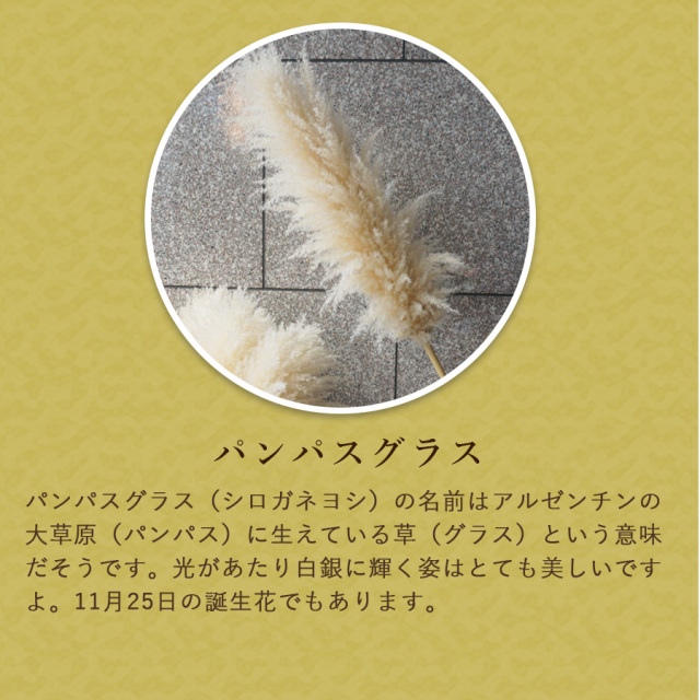パンパスグラス