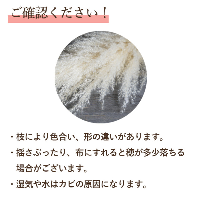 パンパスグラス