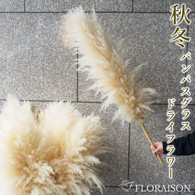 パンパスグラス