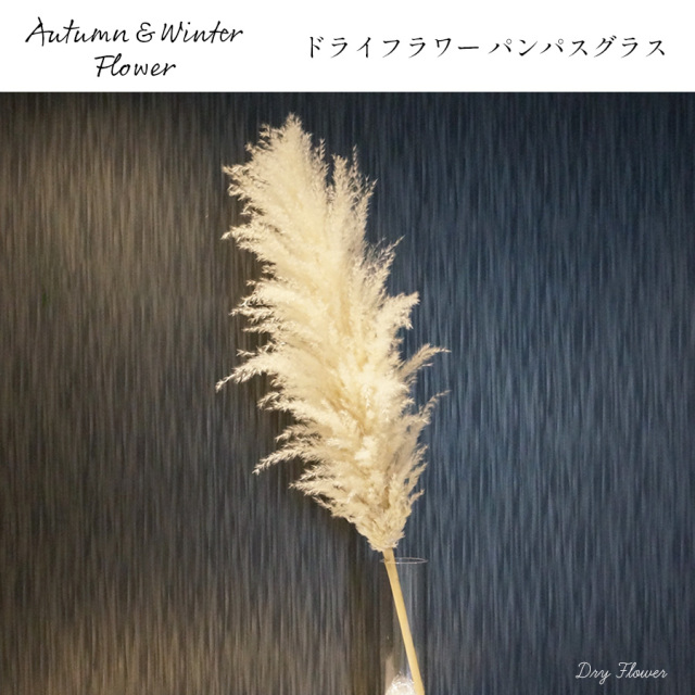 大阪吹田江坂の花屋 季節の切り花・枝の通信販売｜ドライフラワーに